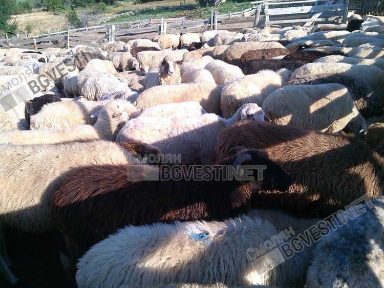 Български учени: Овчето мляко от Родопите е лечебно, предпазва от няколко вида рак