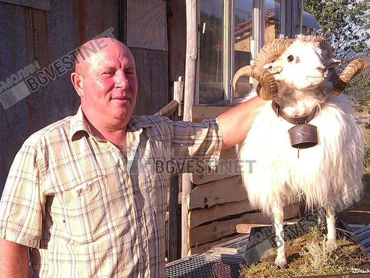 Д-р Стойчо Данчев с препарирания овен - нагледен пример за каракачанската порода овце