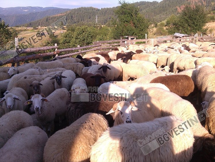 Български учени: Овчето мляко от Родопите е лечебно, предпазва от няколко вида рак