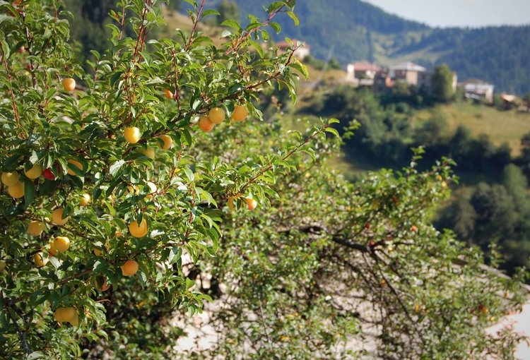 снимка Искра Петрова