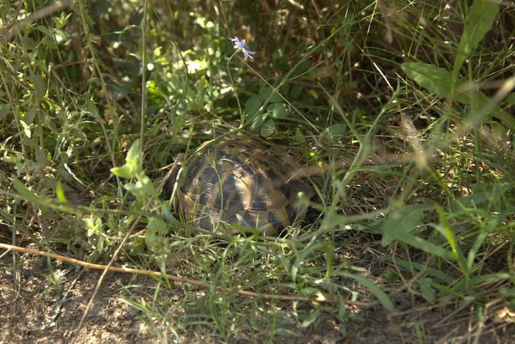 Една по-различна дестинация в Гърция - делтата на Места