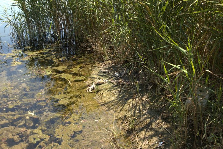 Една по-различна дестинация в Гърция - делтата на Места
