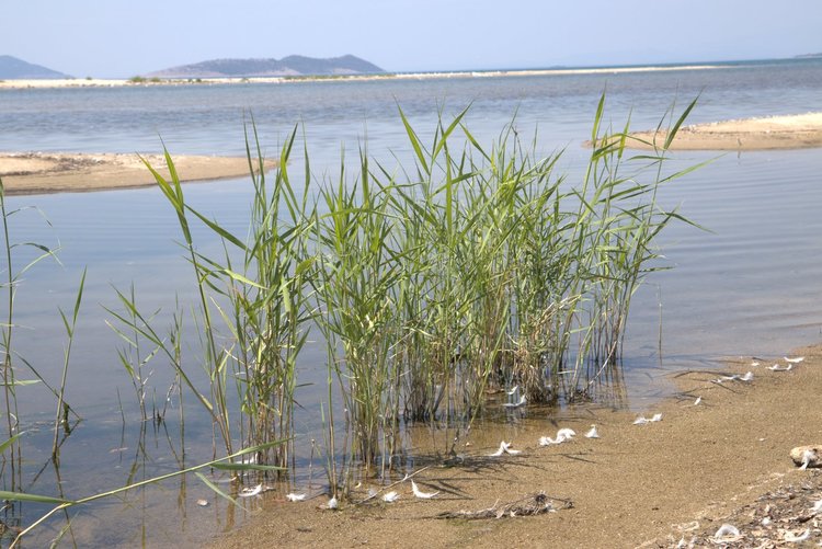 Една по-различна дестинация в Гърция - делтата на Места