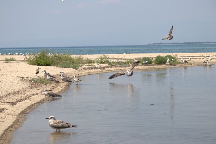Една по-различна дестинация в Гърция - делтата на Места