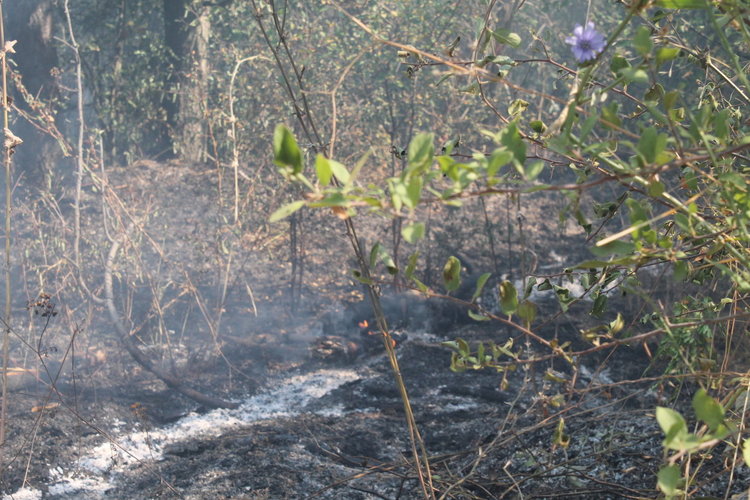 Военни и верижна машина гасят пожара в Сакар, 2000 дка изпепелени
