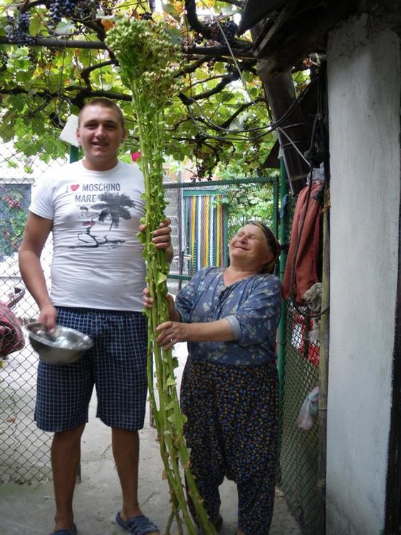 Фестивал на терлика се завихря за 11 път в Дъждовница