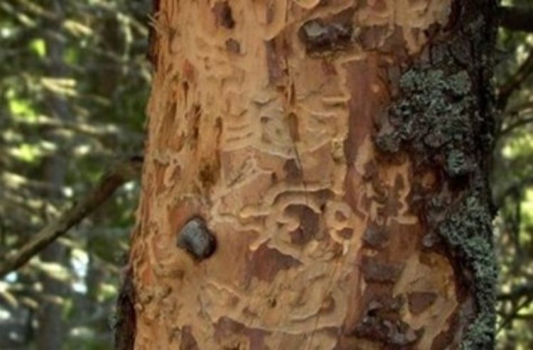 Кризисен щаб ще бори корояда, облекчават процедурите по даване на разрешително за санитарна сеч