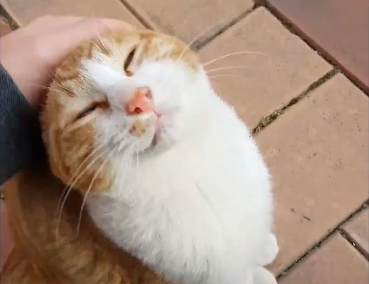 Упорито коте неотлъчно следва дете по улицата (видео)