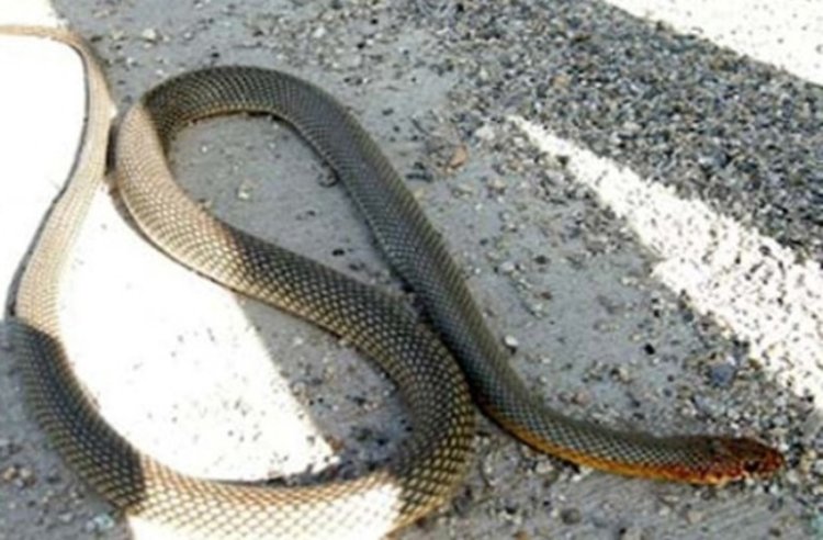 Вадиха змия от дома на 44-годишна жена в Чепеларе