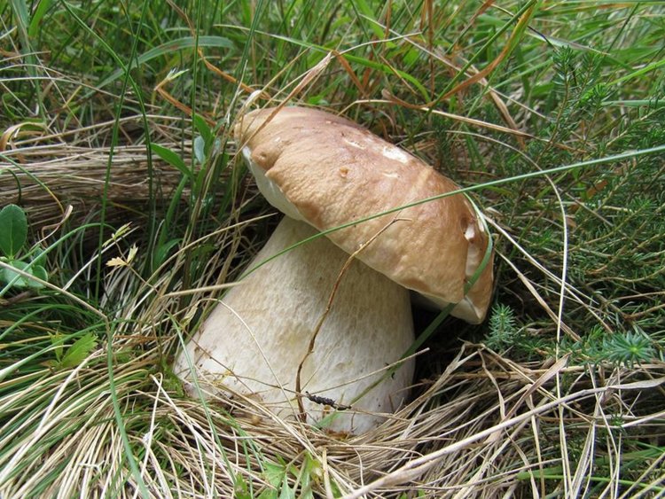 Гъбарска среща събира любители и познавачи на деликатеса в Пампорово