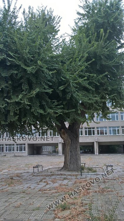 Предстои обявяването на първото вековно дърво в Хасково