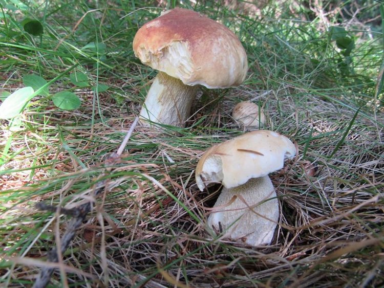 Гъбарска среща събира любители и познавачи на деликатеса в Пампорово