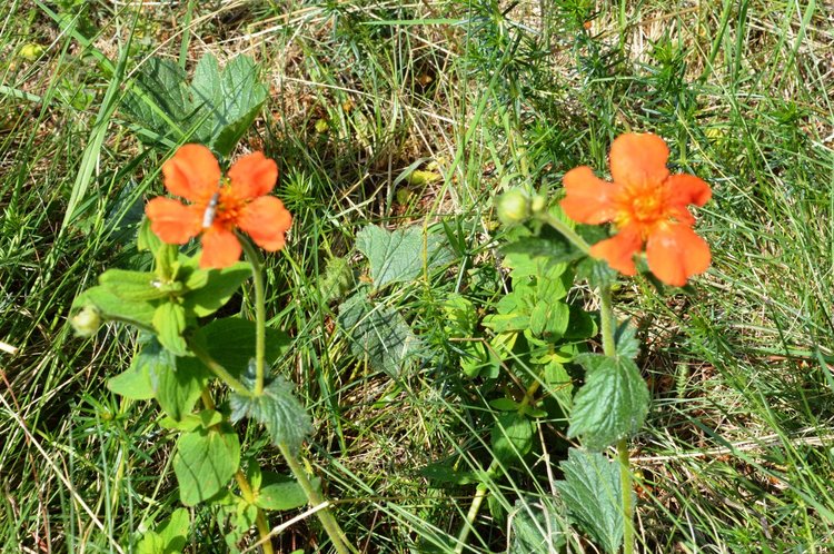 Слънчево с почти летни температури ще е времето днес