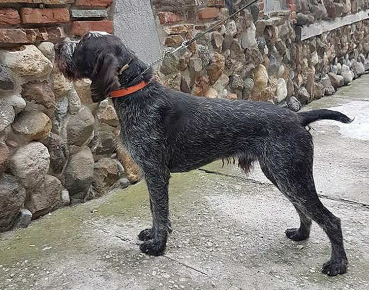 Изгубено куче на Кърджалийска, собствениците обещават възнаграждение