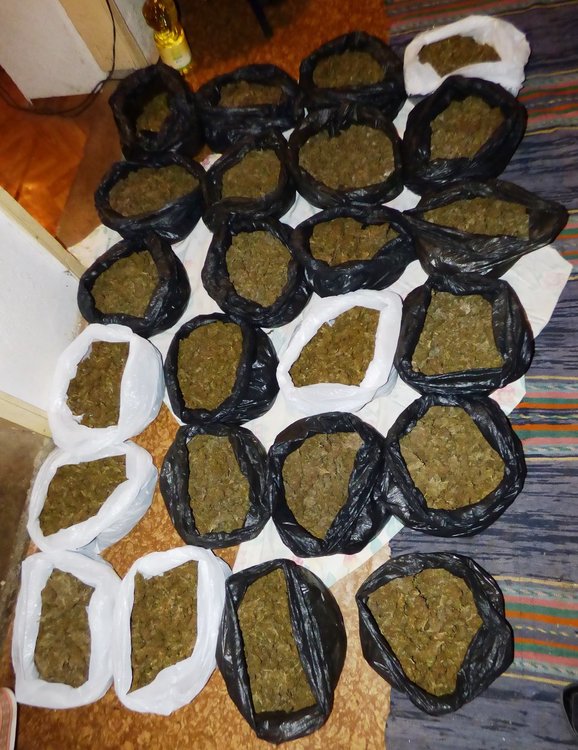  Рекордните 950 кг.канабис залови полицията при акция в Качулка,Крумовградско