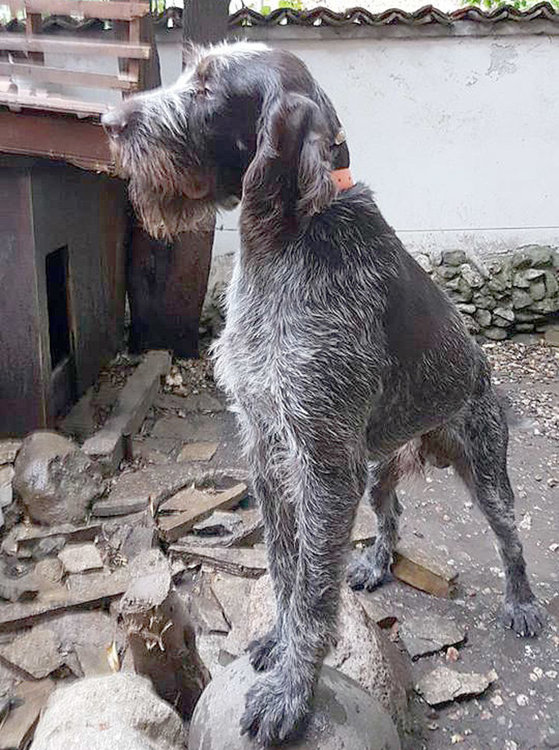 Изгубено куче на Кърджалийска, собствениците обещават възнаграждение