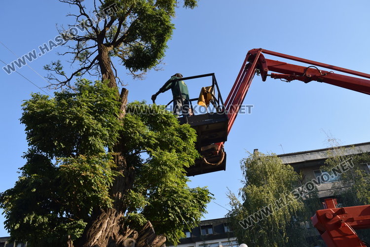 Паркирани коли възпрепятстват отстраняването на опасни клони, от ОЧБ искат съдействие на гражданите