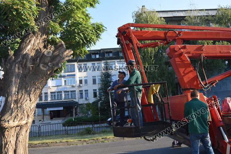 Паркирани коли възпрепятстват отстраняването на опасни клони, от ОЧБ искат съдействие на гражданите