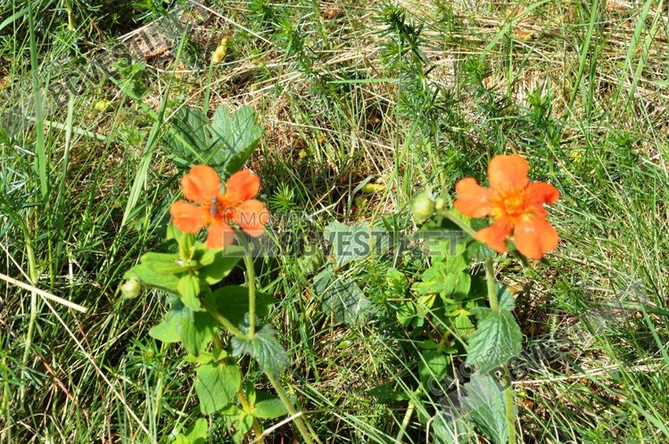 Отново летни жеги, максималните температури стигат 36 градуса