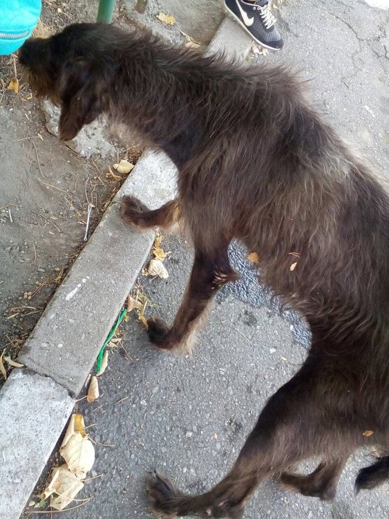 Изгубено куче търси стопанина си