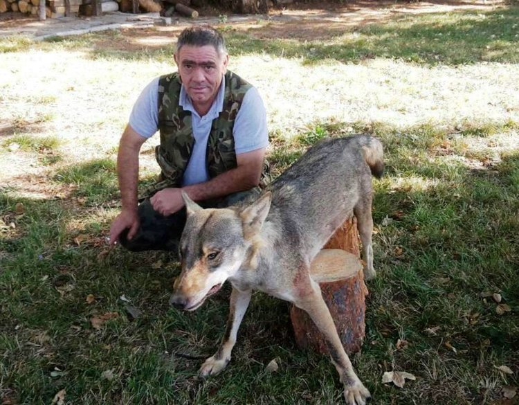 Ловец от Ардино застреля 50 килограмов вълк единак 