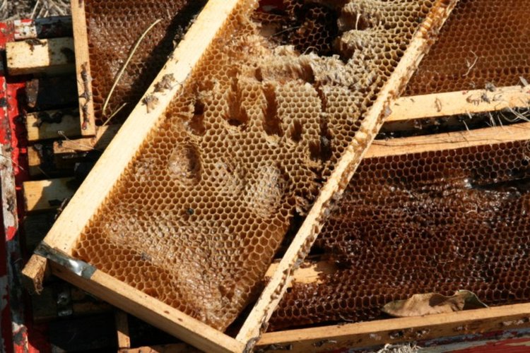 Мечка разгроми пчелин край Женда