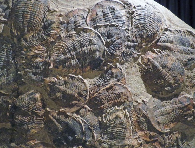 Трилобитите са били господари на планетата преди 540 млн. години. При масовото измиране през Ордовик тези живи същества изчезват, но някои видове оцеляват