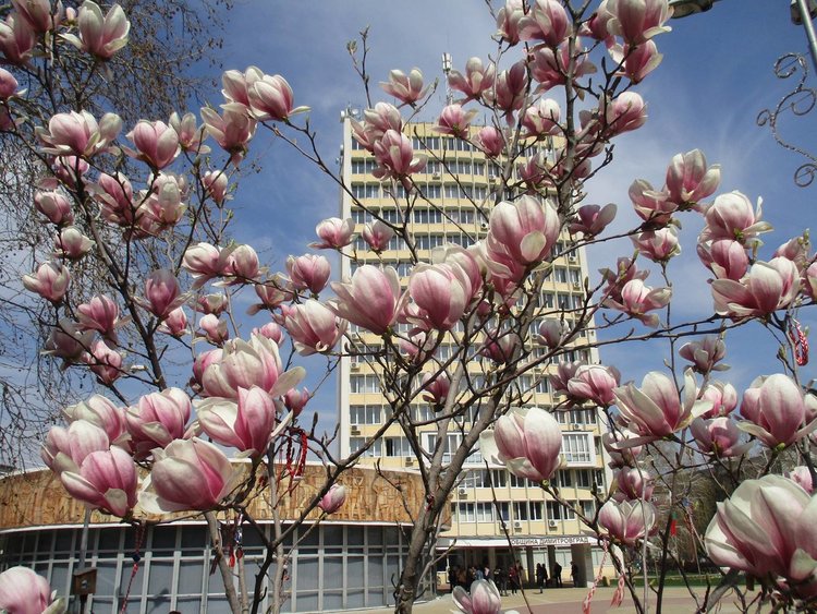 Снимката на победителката Антоанета - "Община Димитровград"