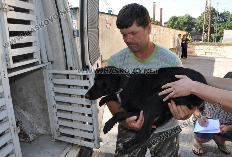 Ветеринарите подгонват бездомните кучета отново