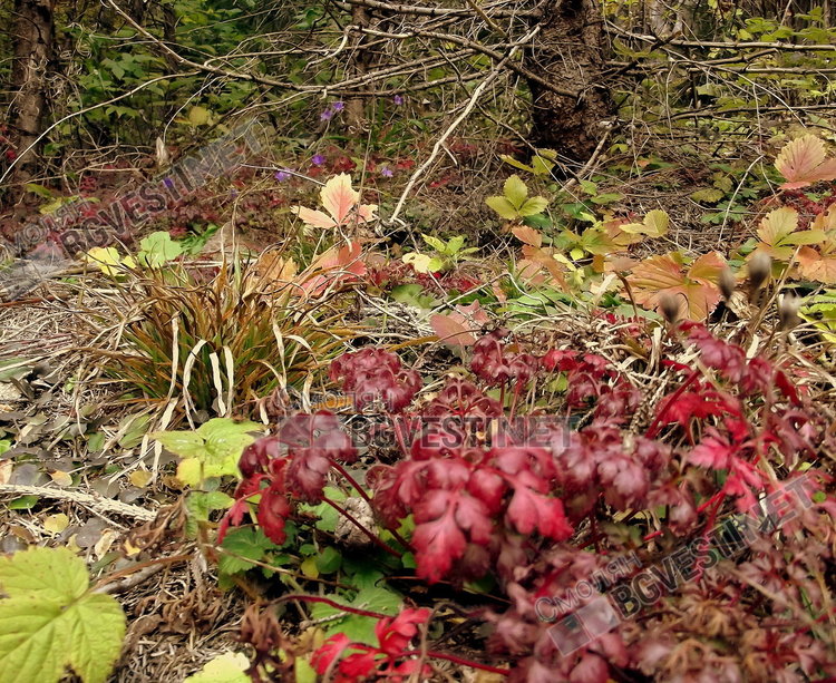 Валежно и мъгливо 