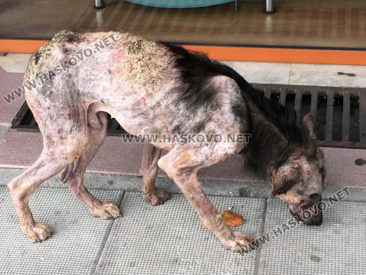 Читатели: Крастави кучета обикалят центъра на Хасково