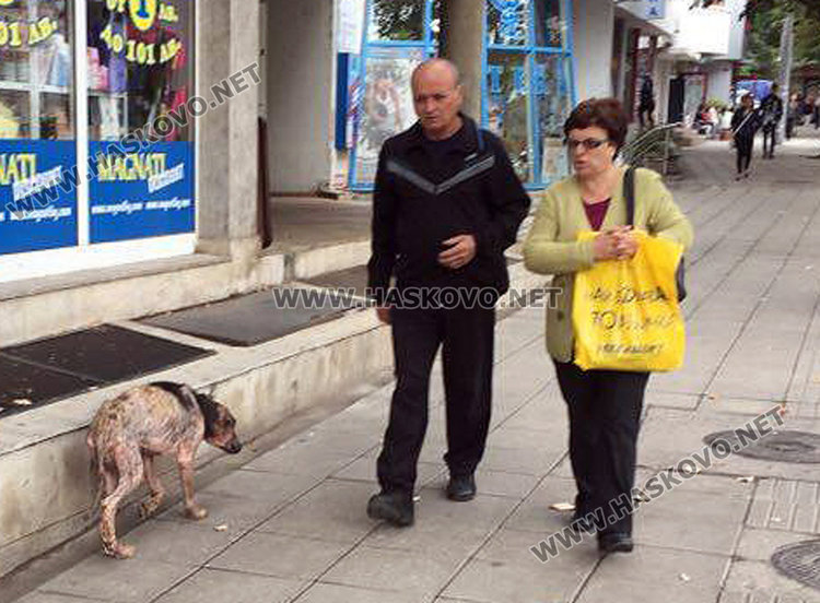 Читатели: Крастави кучета обикалят центъра на Хасково