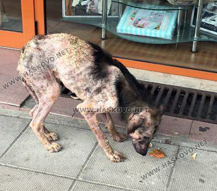 Читатели: Крастави кучета обикалят центъра на Хасково