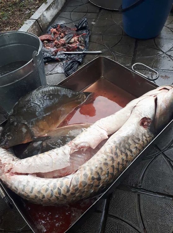 От предвидените събития остава само приготвянето на рибена чорба