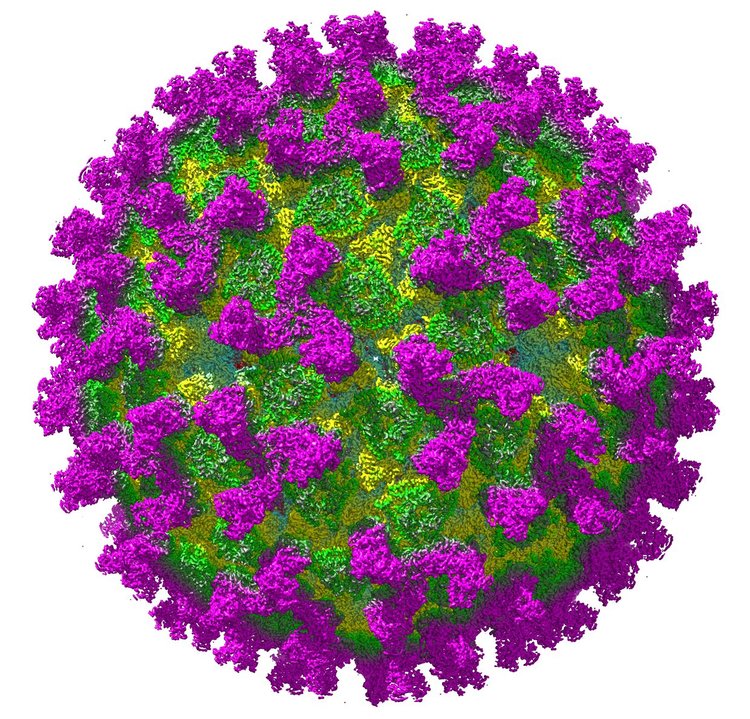 Криоелектронно микроскопско изображение на вируса на синия език