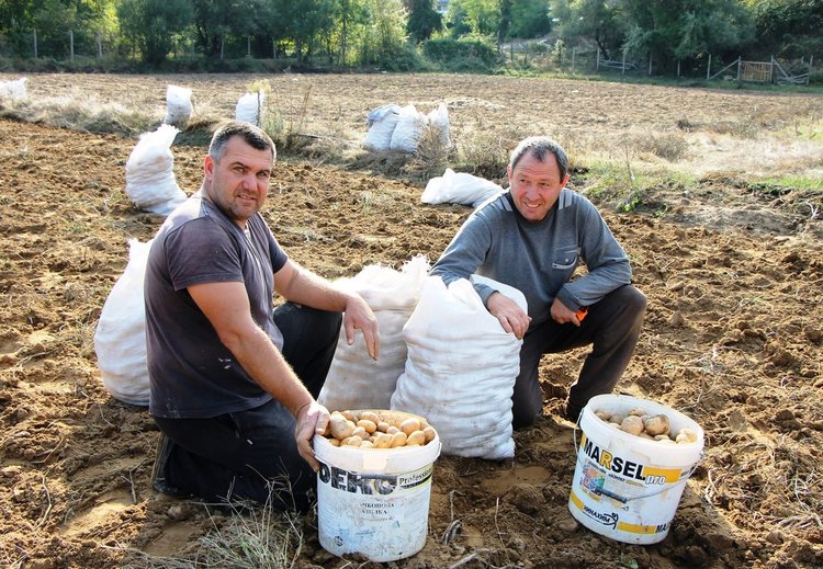 Започна ваденето на картофи в Ардино