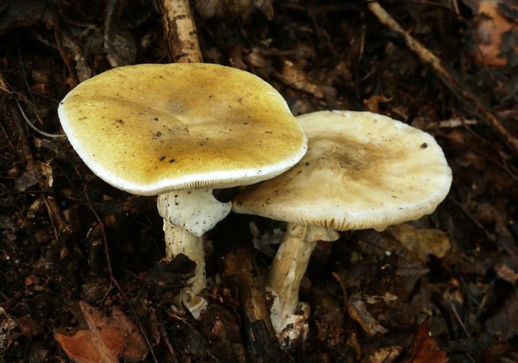 Есенна гъбарска среща организира на 14 и 15 октомври Народно читалище „Марица – 2008“ в Райново