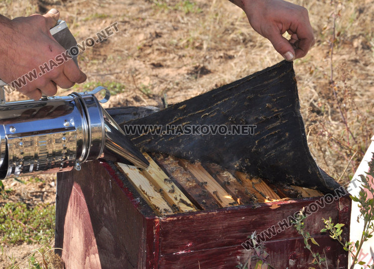 Англичанин изучава тайните на пчеларството в Хасково
