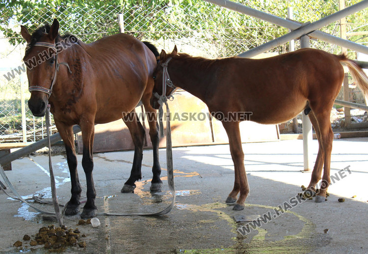 Арестуваха пет безпризорни коня, четири пуснати след платени глоби 