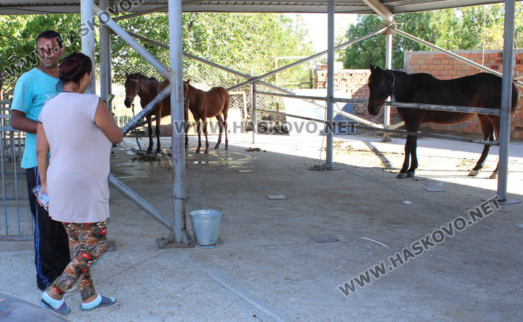 Арестуваха пет безпризорни коня, четири пуснати след платени глоби 