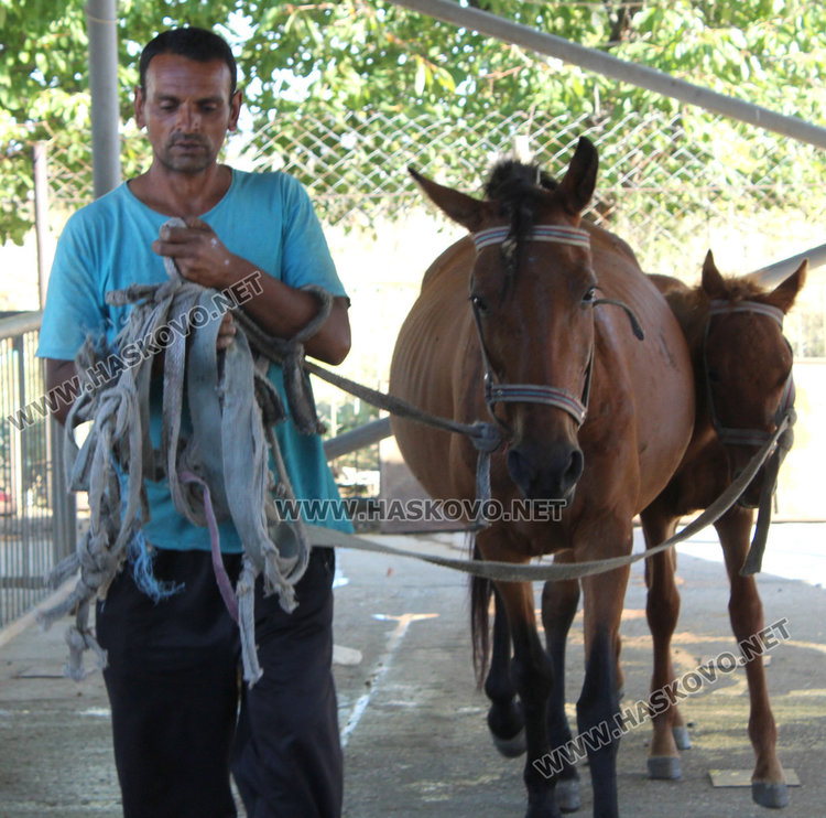Арестуваха пет безпризорни коня, четири пуснати след платени глоби 