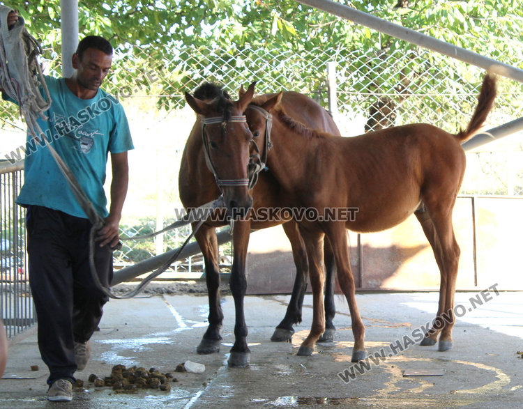 Арестуваха пет безпризорни коня, четири пуснати след платени глоби 