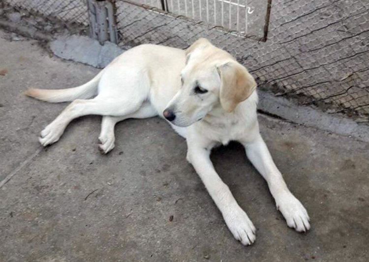 Изгубен Лабрадор си търси стопанина