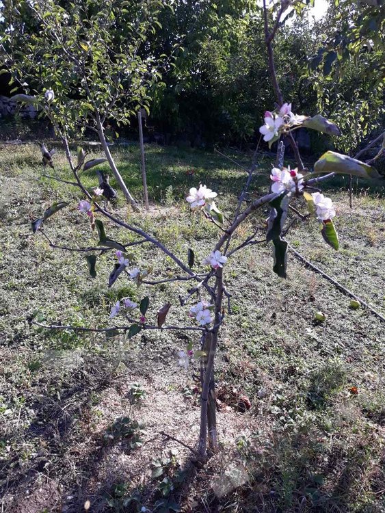 Ябълкови дръвчета цъфнаха край Кърджали, вещаят студена зима