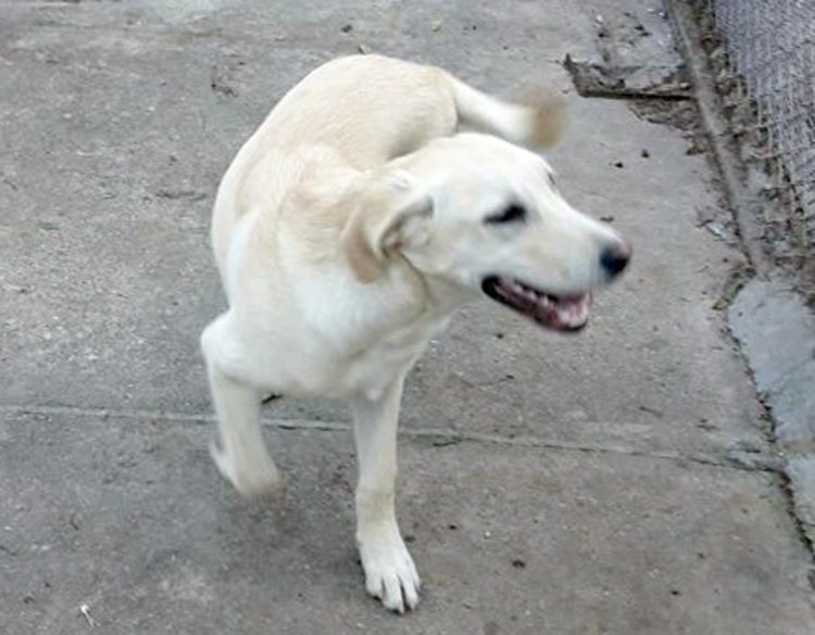 Изгубен Лабрадор си търси стопанина