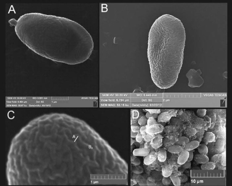 Нова заплаха за пчелите в България