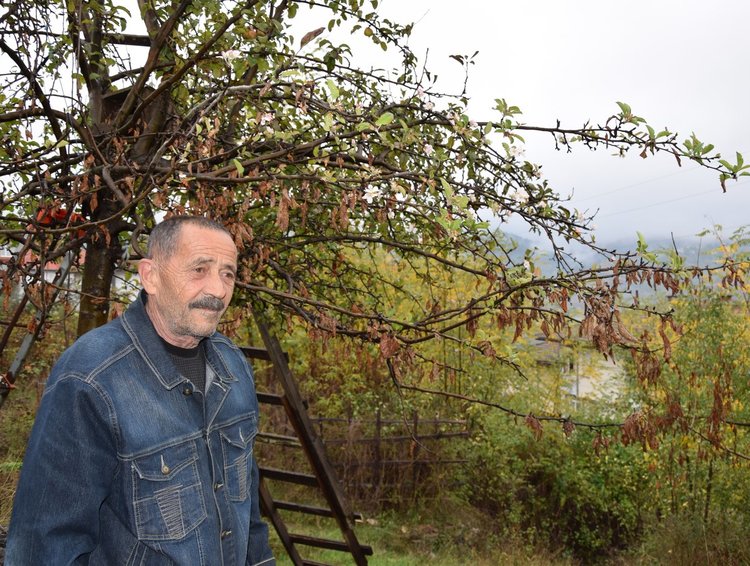 Ябълка цъфна посред есен в Ардино