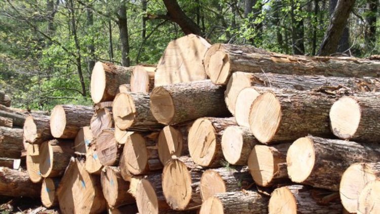 Два сигнала за незаконна сеч край Ягодина, 52 дървета повалени