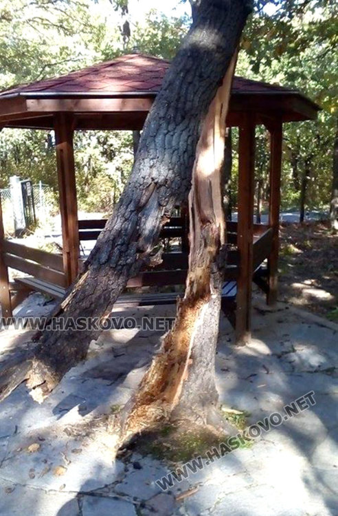 Буря разцепи 10 -метрово дърво до зоопарка