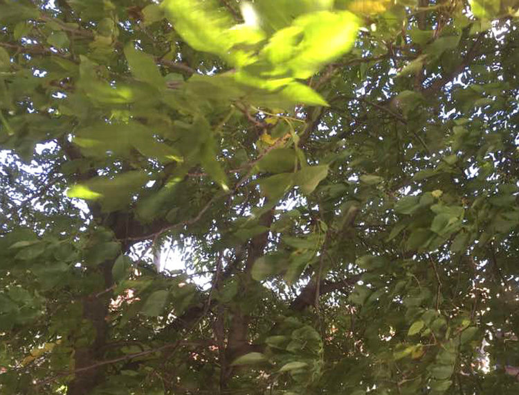 Вятърът събори дърво до училище в Асеновград